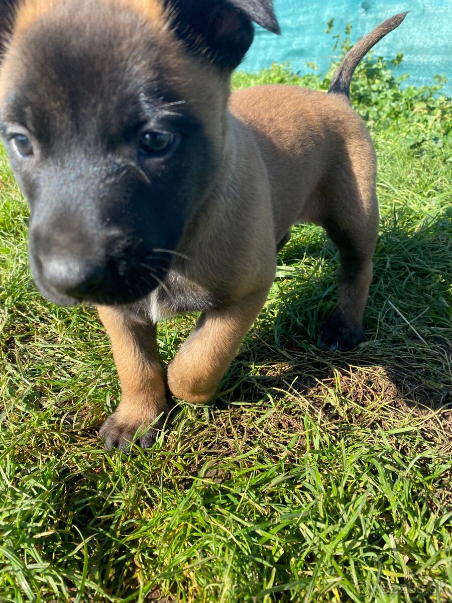 Belgický ovčiak, Cross , Nemecký ovčiak - 2