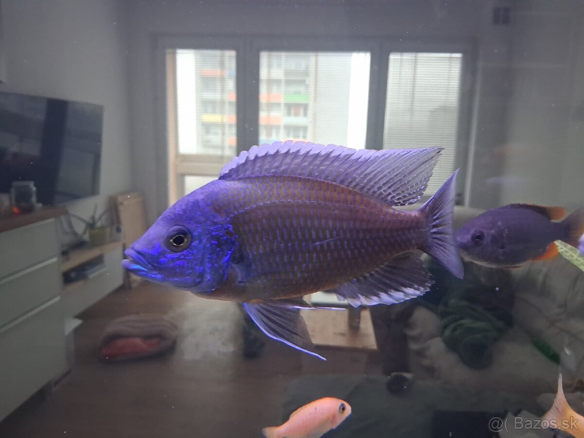 Ryby africke cichlidy - 2