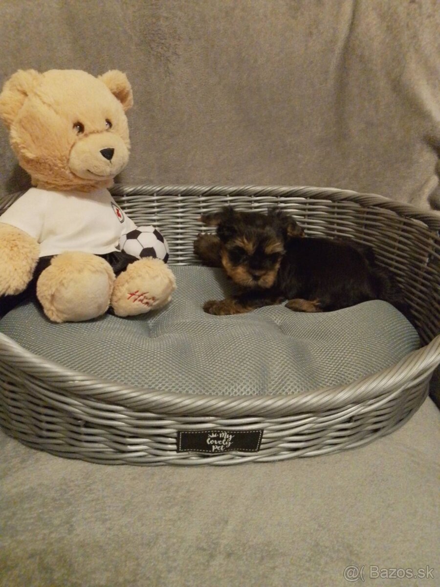 Yorkshirsky terier - 2