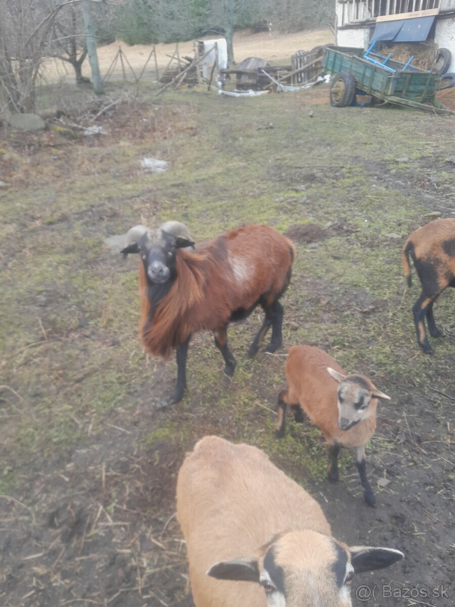 Predám vymením Barana Kamerun. - 2