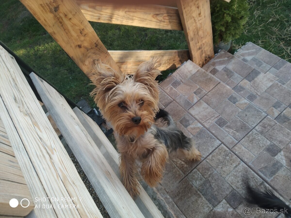 Yorksir teriér šteniatka - 2