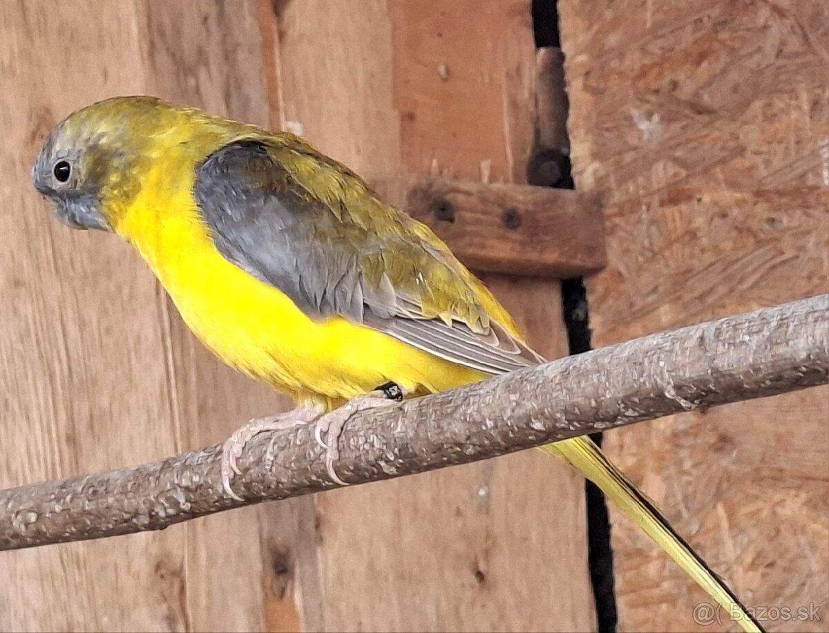 Neoféma tyrkysová žltobruchá - 2