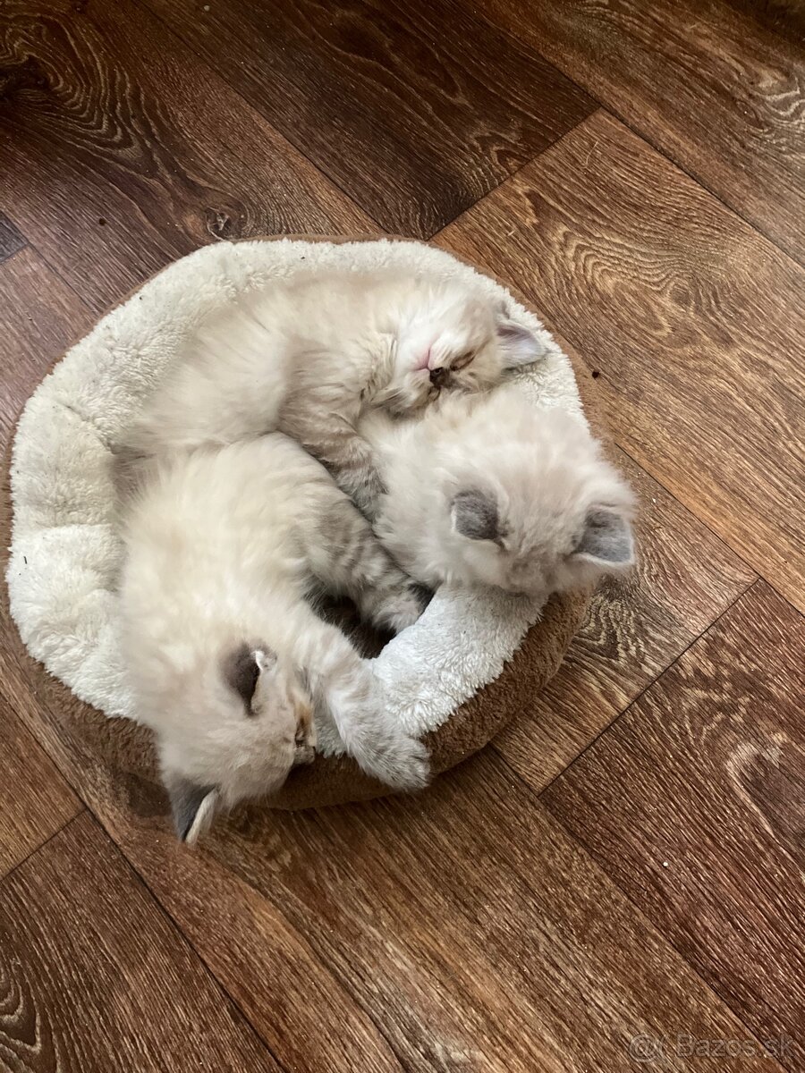 Predám mačiatka ragdoll - 2