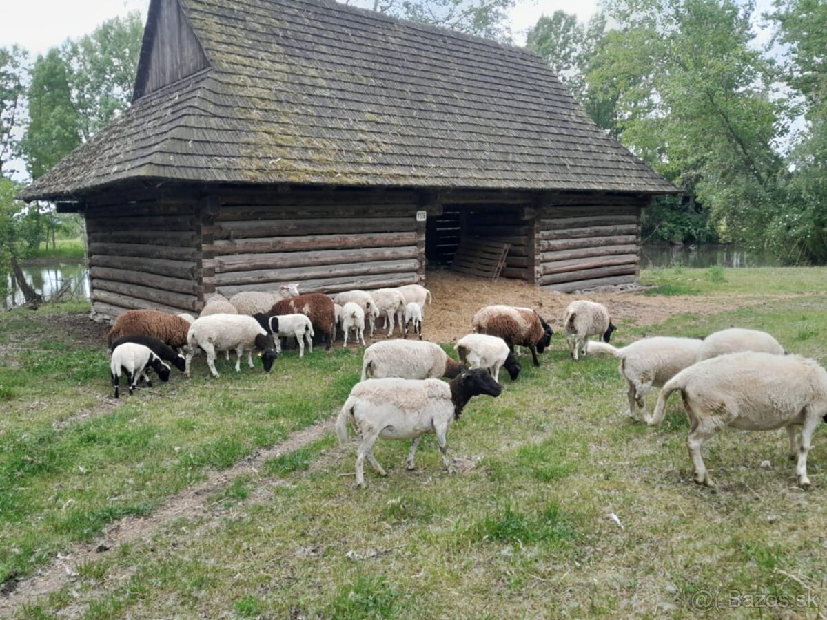 Ponúkam 5-mesačných barančekov Dorper - 2