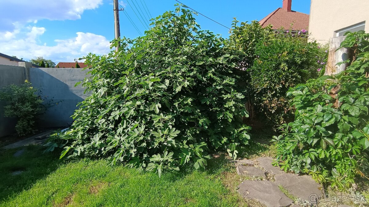 Predám figovníky - 2