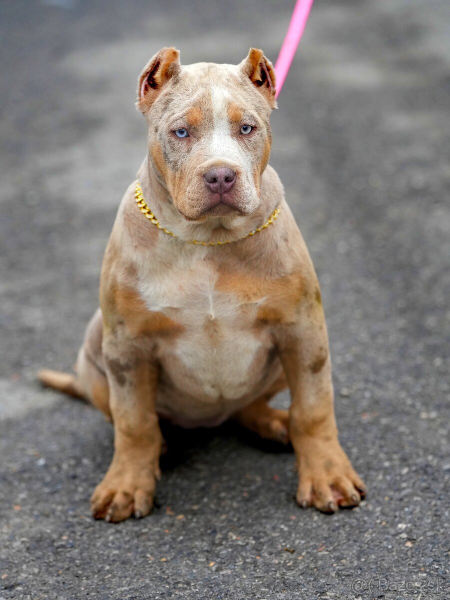 American Bully XL/XXL - 2