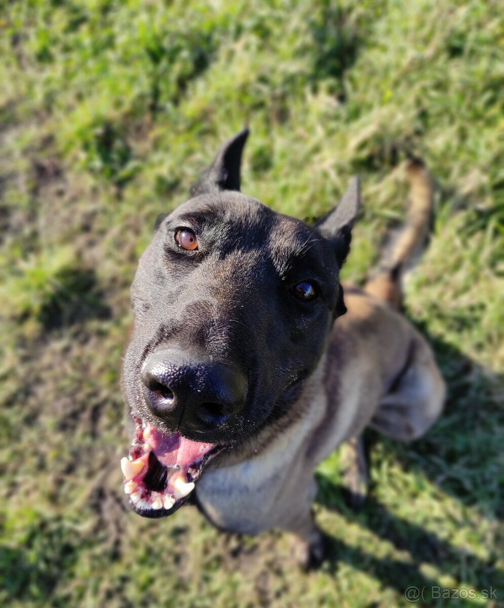 Belgický ovčiak - malinois s PP - 2