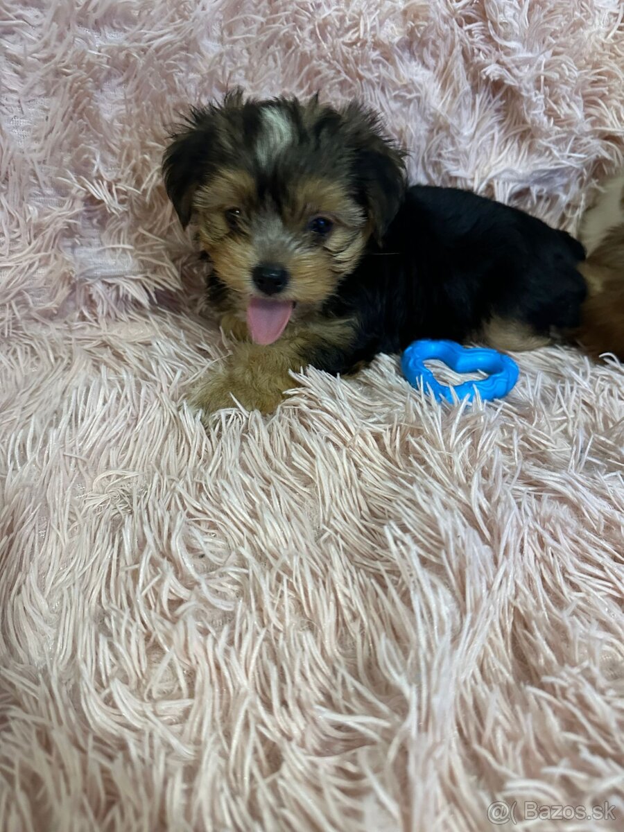 Yorkshirsky termín - 2