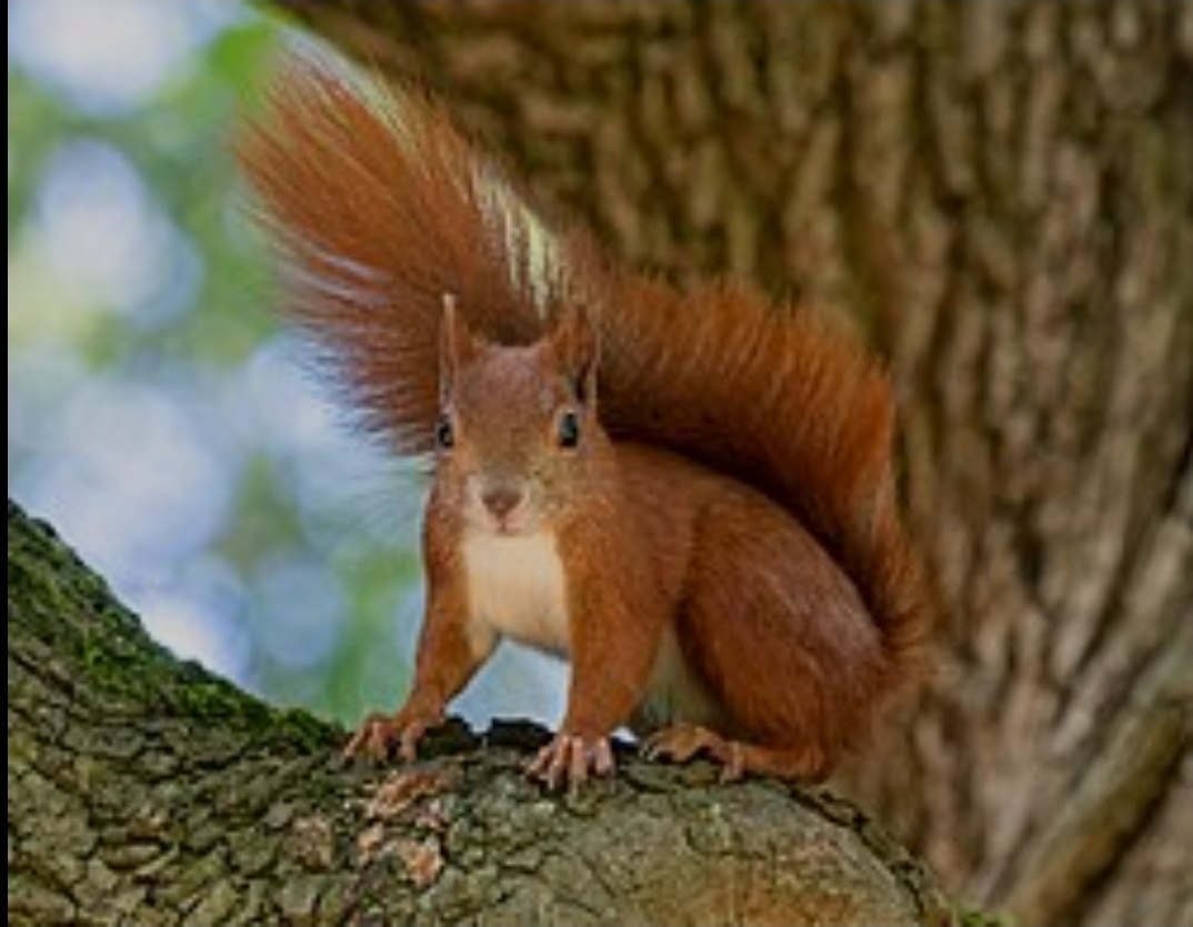 Veverička obyčajná 1,0 - 2