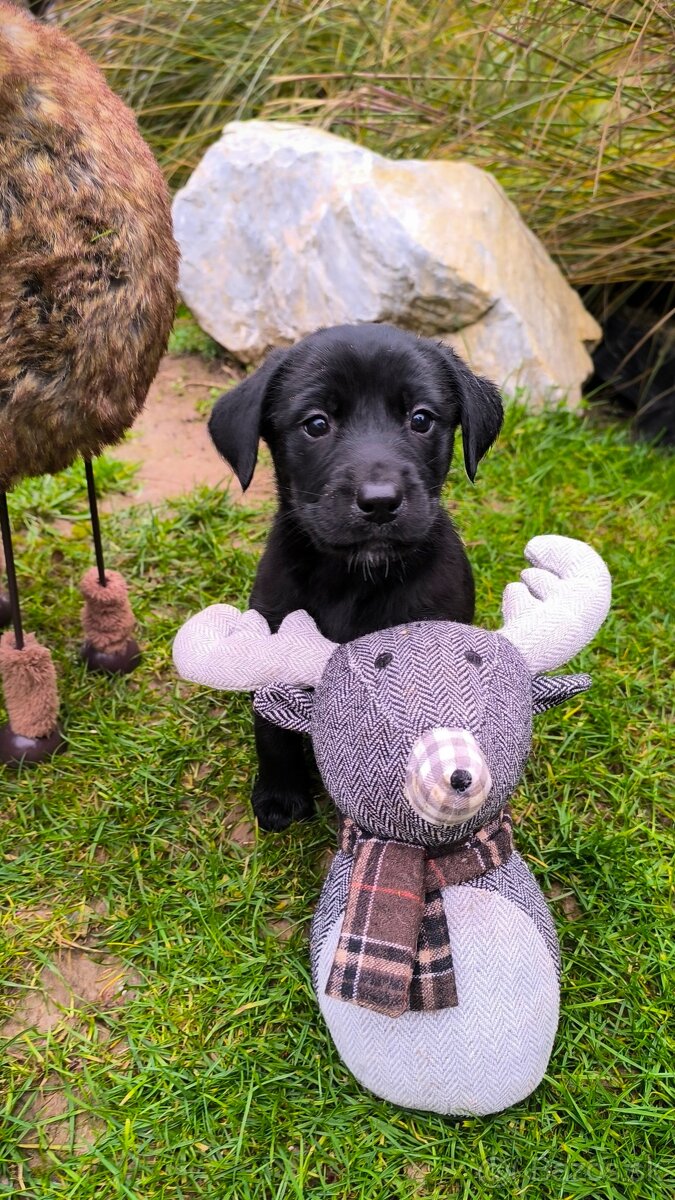 Steniatka Labrador - 2