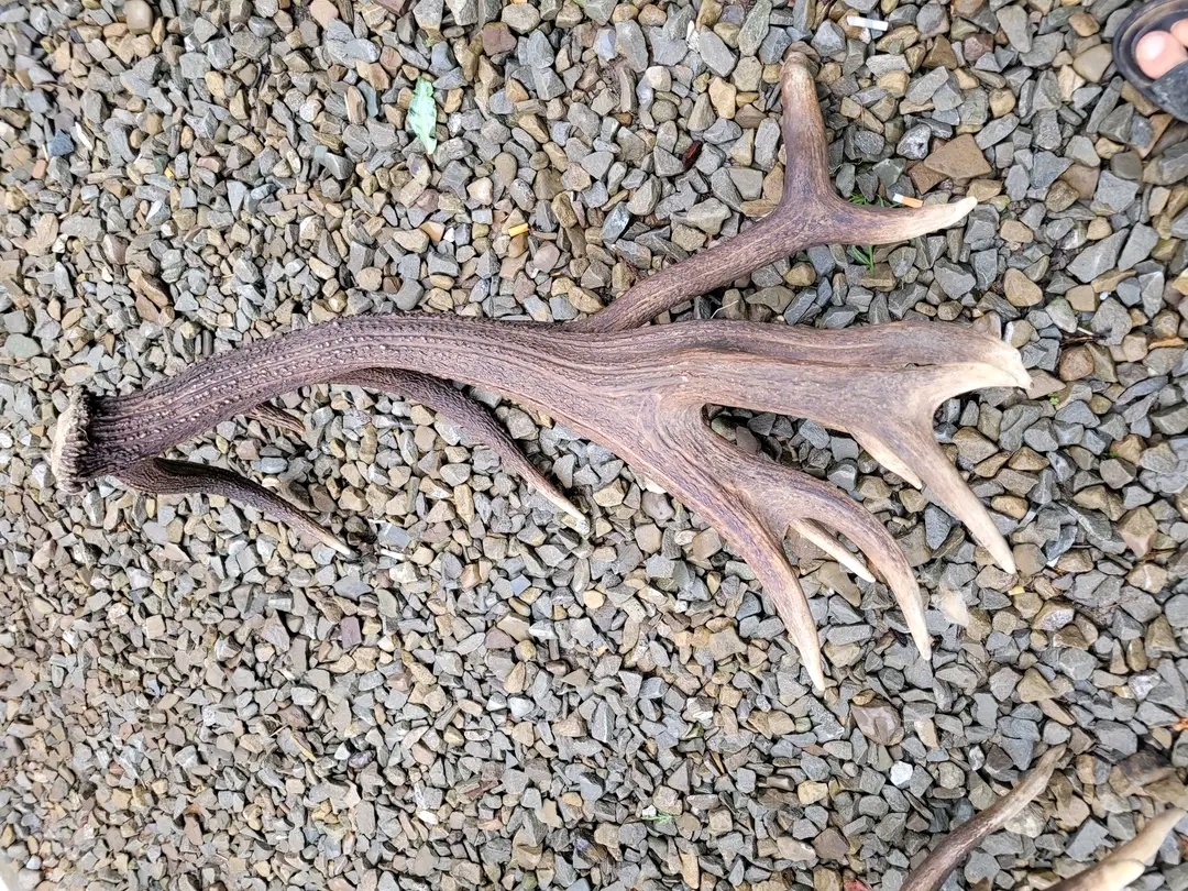 Zhody parohy jelenie - 2