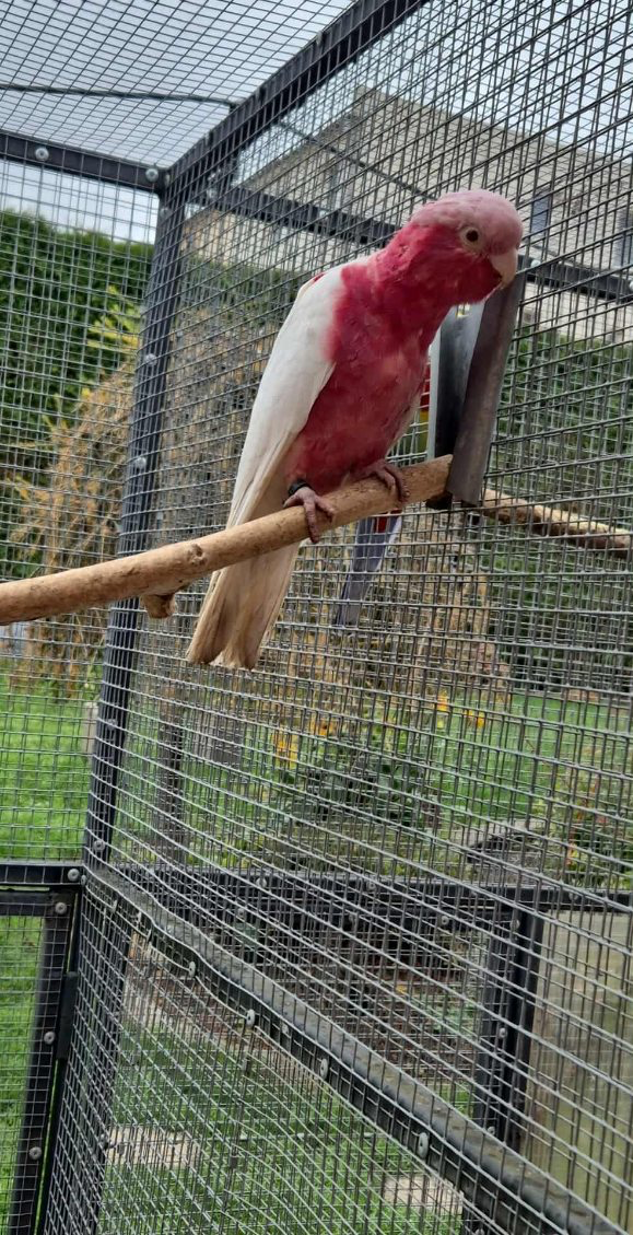 Kakadu ružový lutino - 2