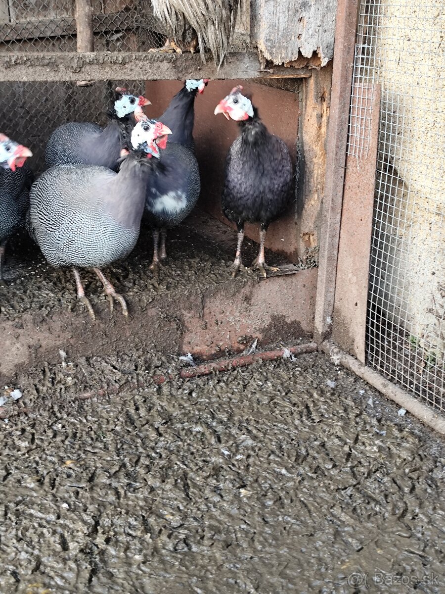 Predám 8 mesačné perličky - 2