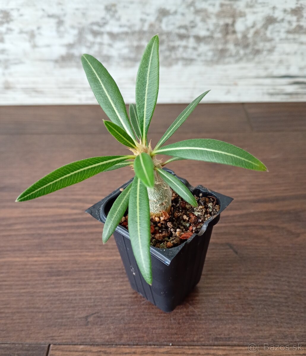 Pachypodium rosulatum - semenáče - 2