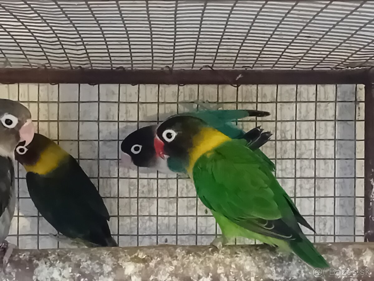 Agapornisy škraboškove - 2