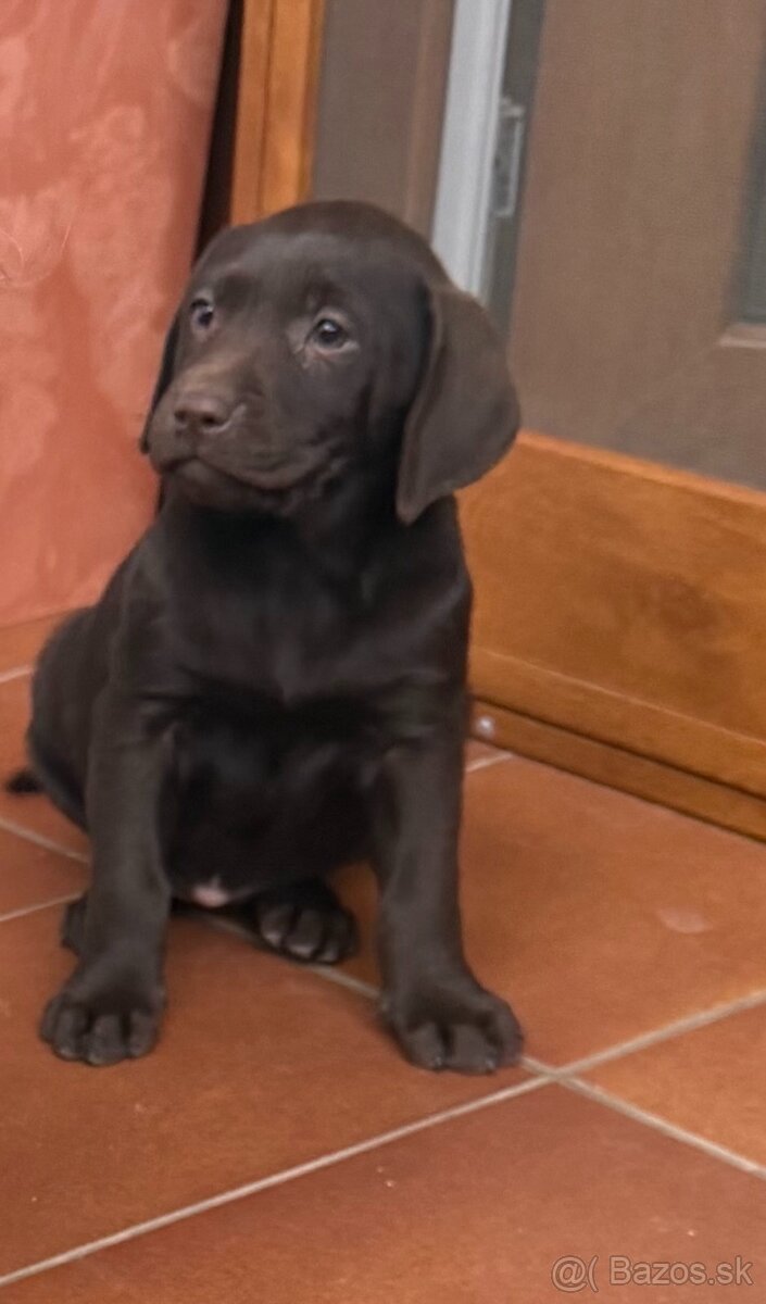 Labrador čokoládový - 2