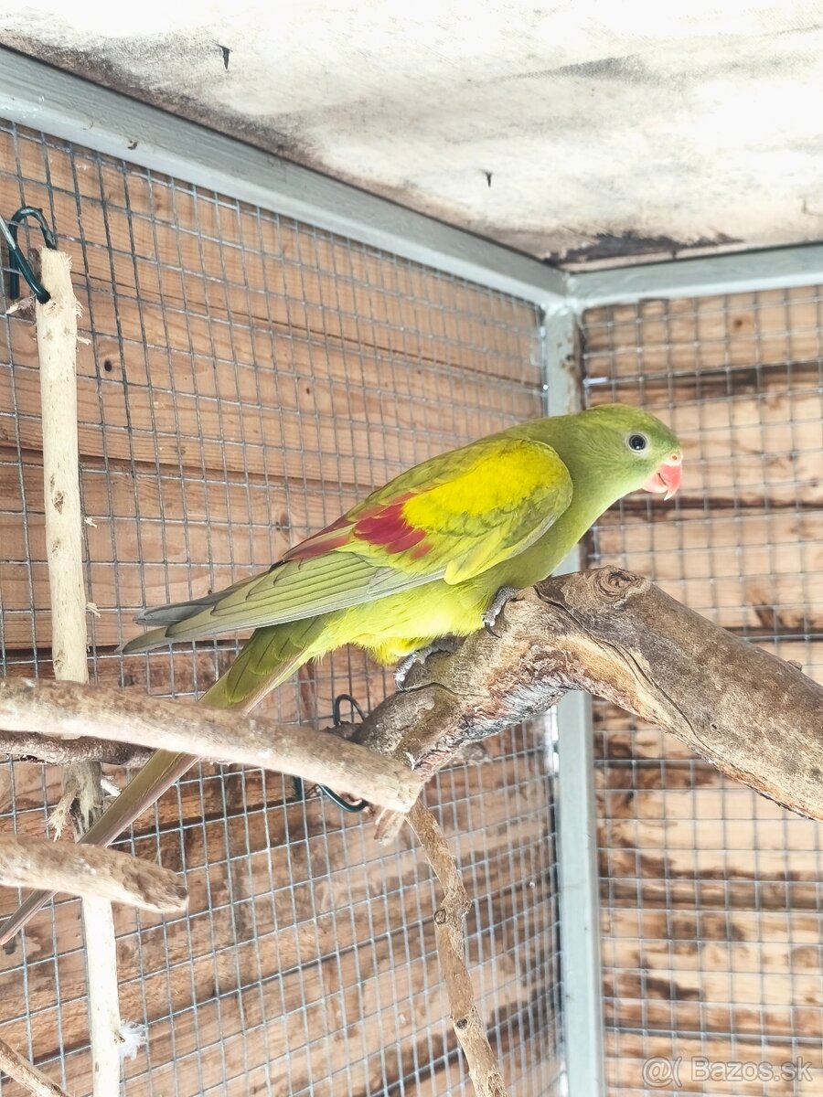 Papagáj horský - 2