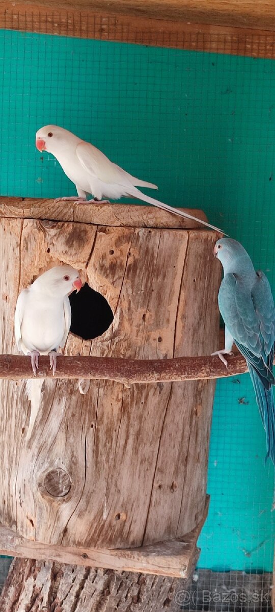 Alexander maly,papagaj horsky - 2