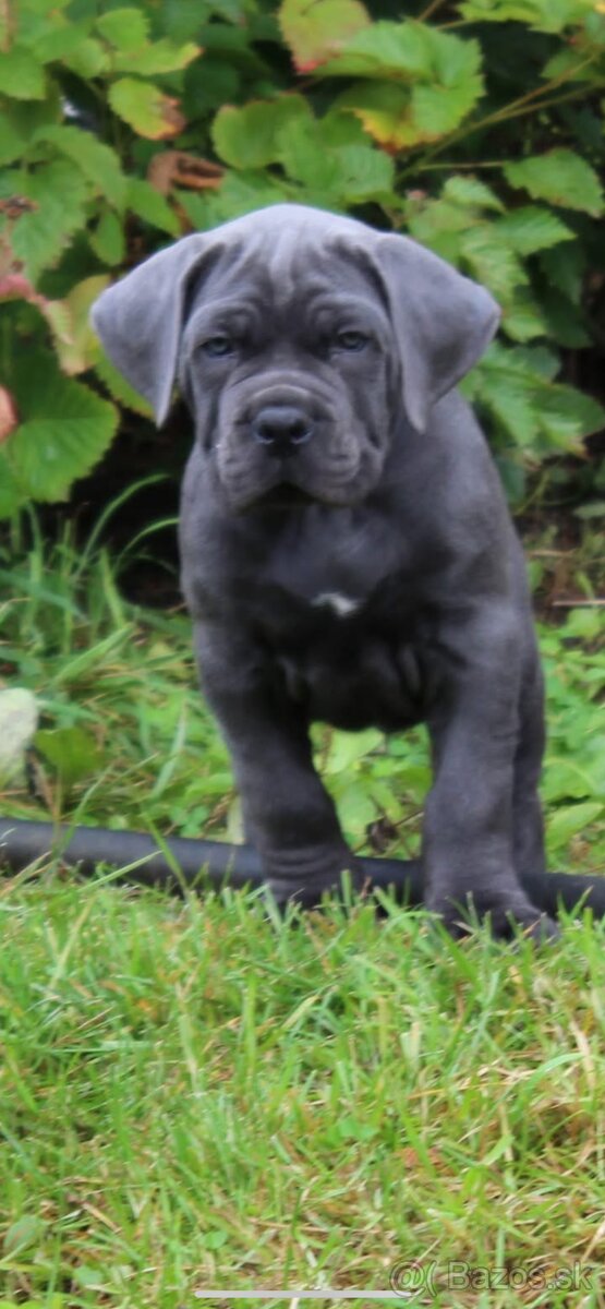 Cane corso s PP - 2