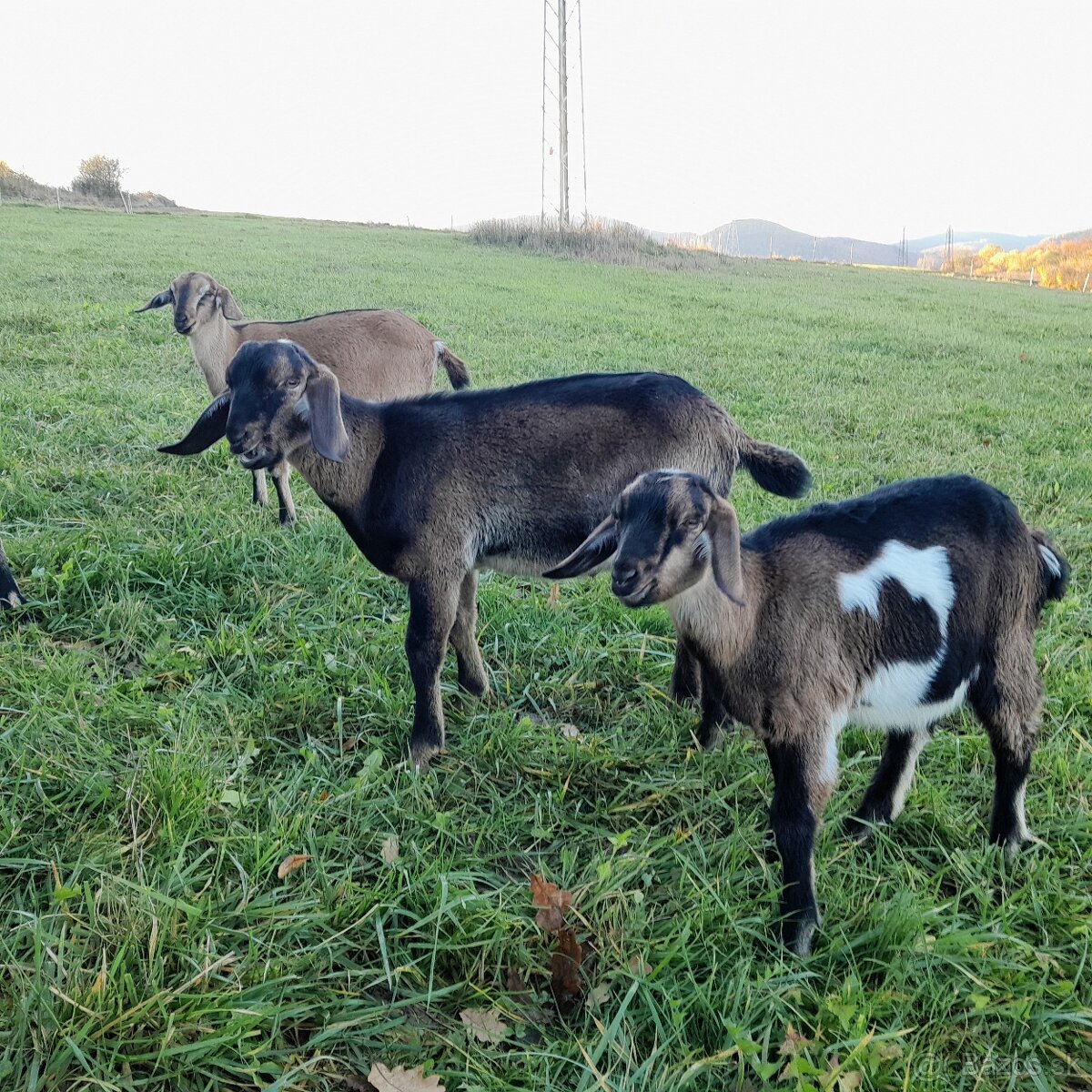 Podielova AN koza , capko - 2