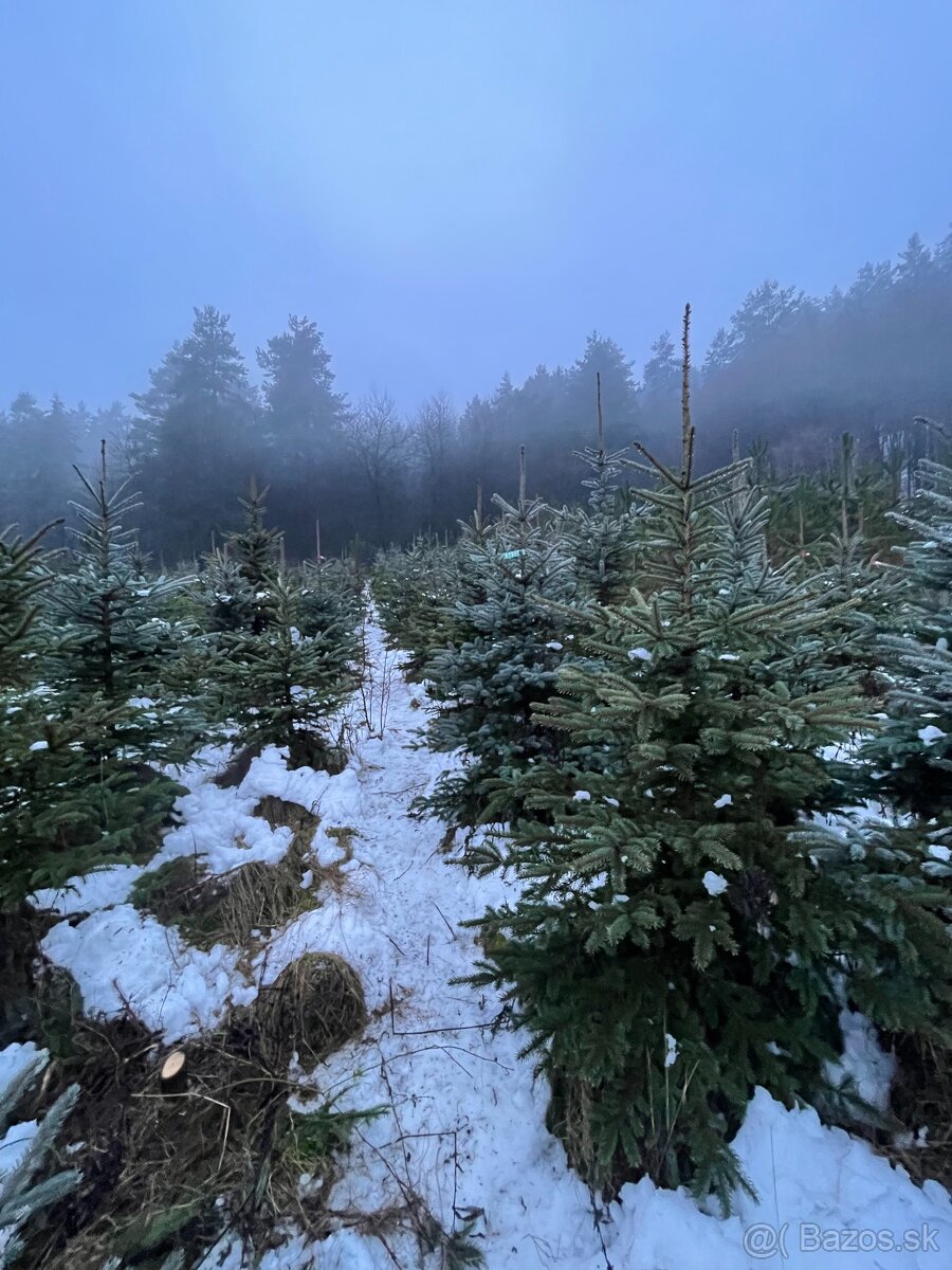 Predaj vianočných stromčekov - AKCIA Môžete si ho vyrezať - 2