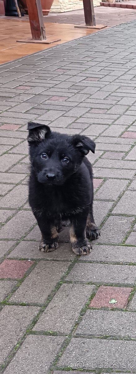 Nemecký ovčiak šteniatka - 2