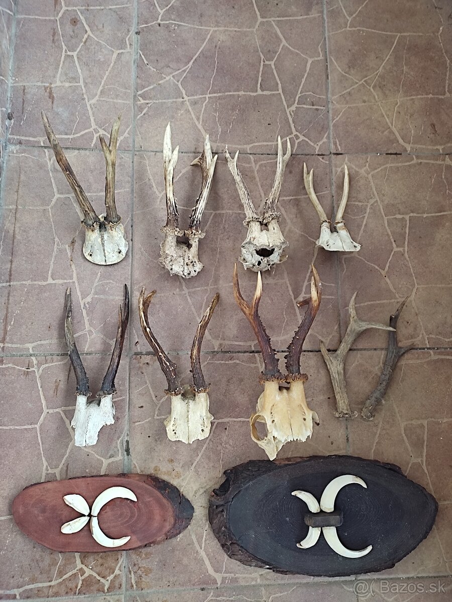 Trofeje, parohy, preparaty - 2