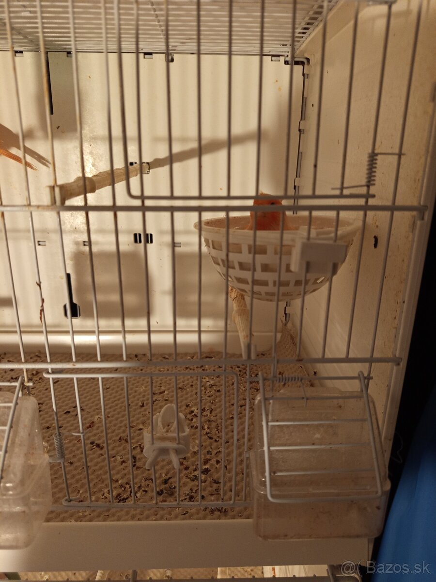 Kanárik, kanariky - 2