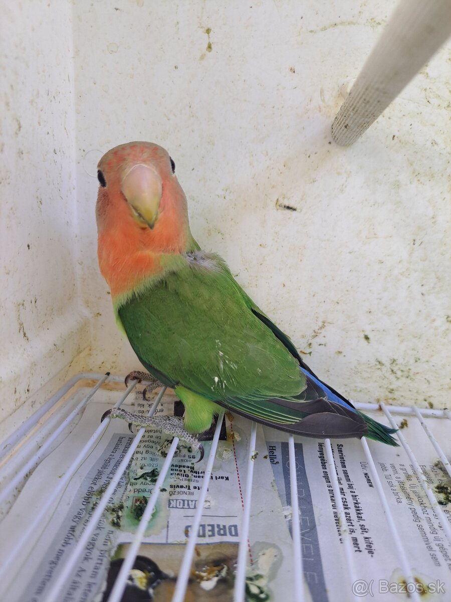 Agapornis ružovohrdlý - 2