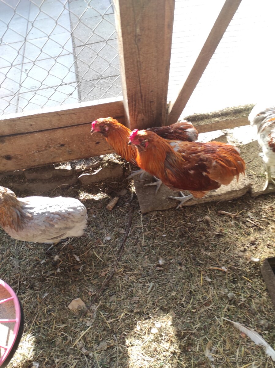 Kohút araucana - 2