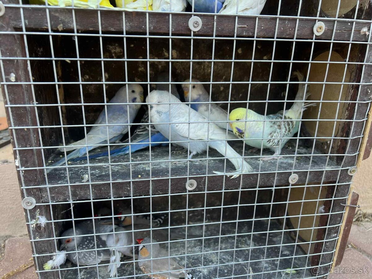 Andulky,zebricky,holubky diamantove - 2