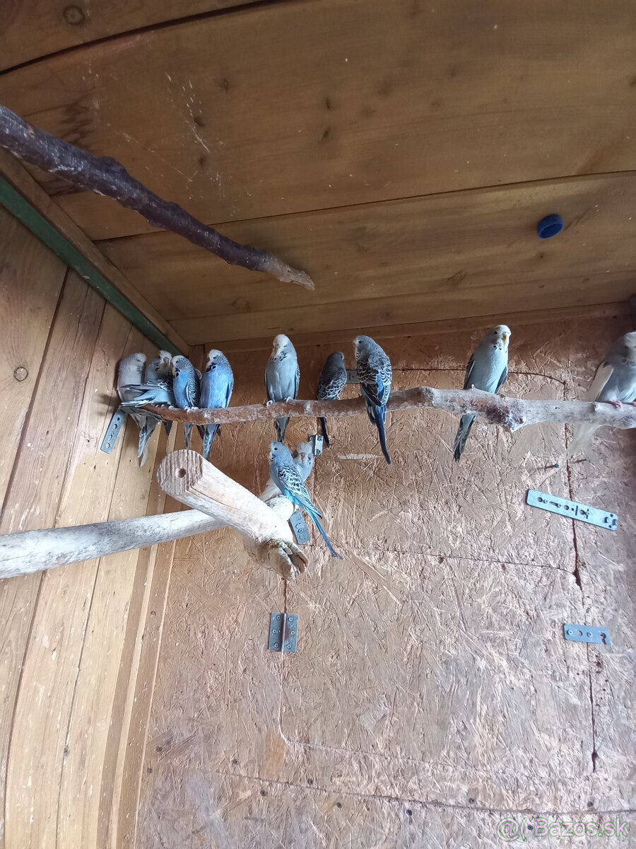 Vystavne andulky - 2