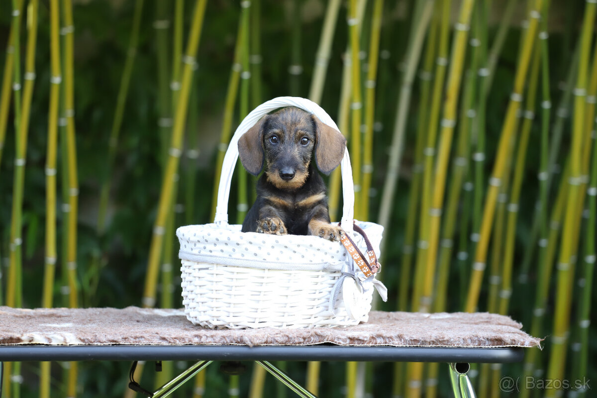 Jazvečík hrubosrstý trpasličí - králičí s PP - 2