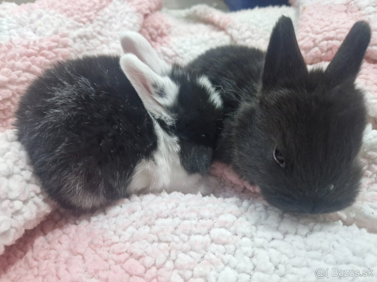 Zakrsly králik - 2