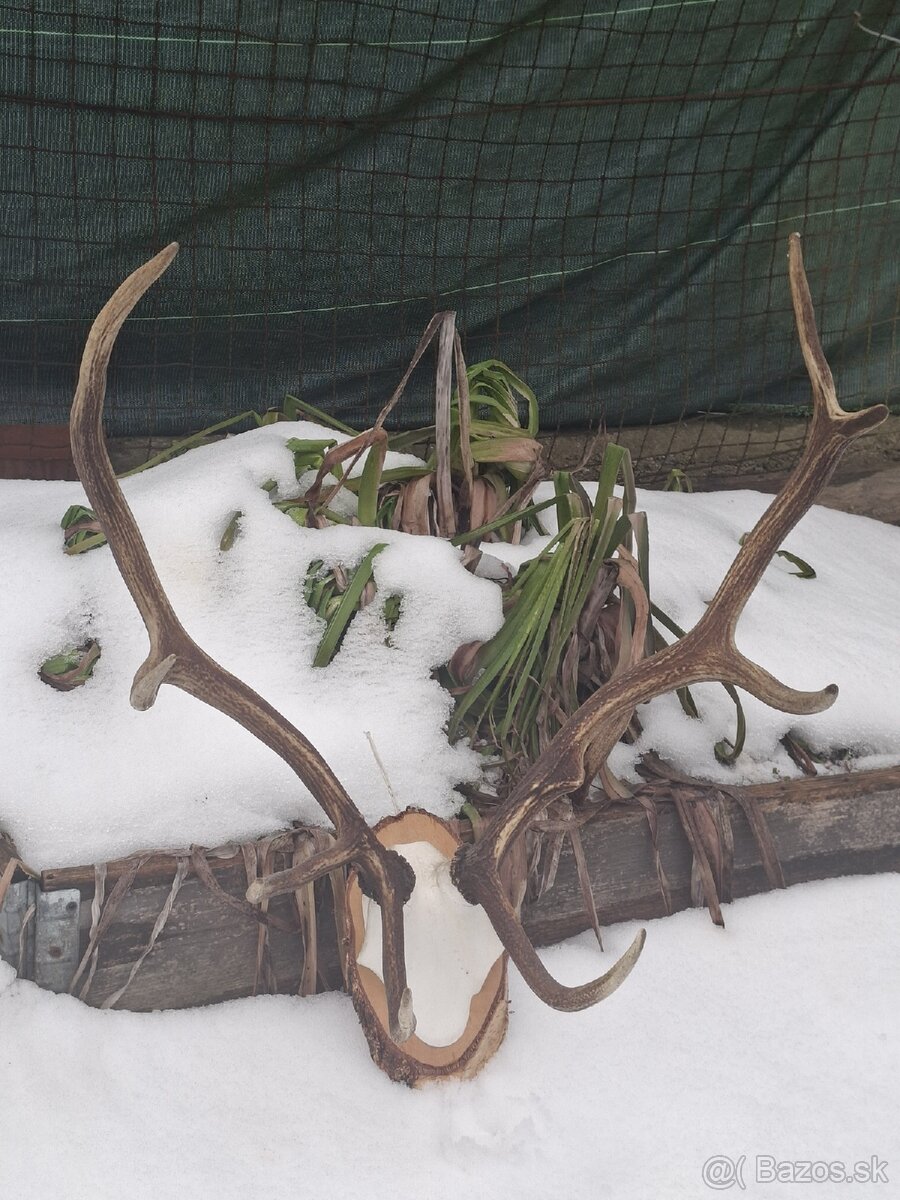 Parohy,zhody,trofej,dekoracia - 2