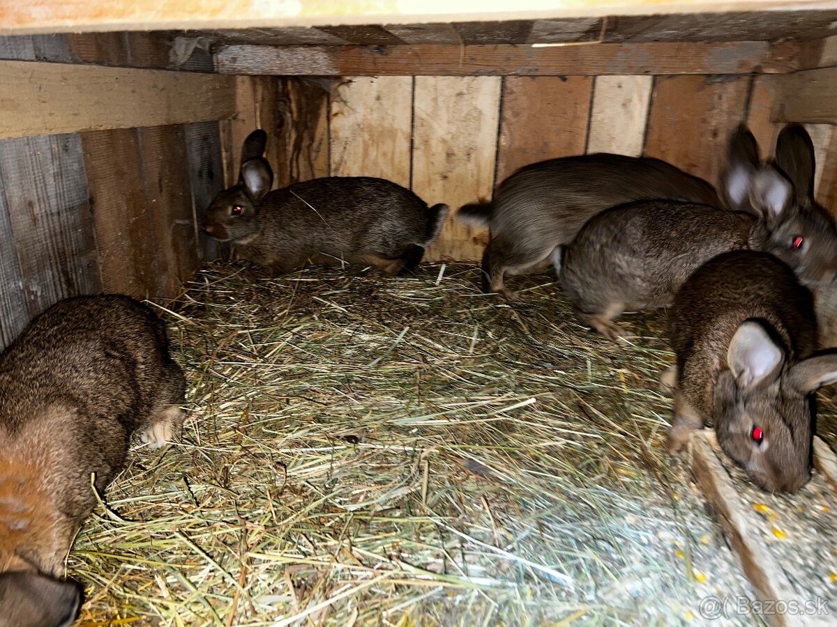 Burgundsky x cincila velka - 2