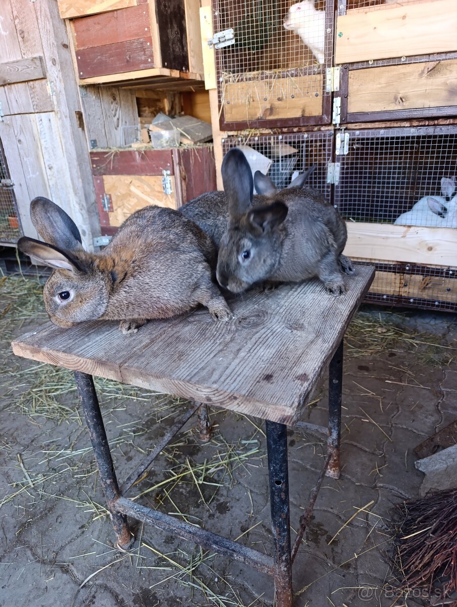 Predám králiky - 2