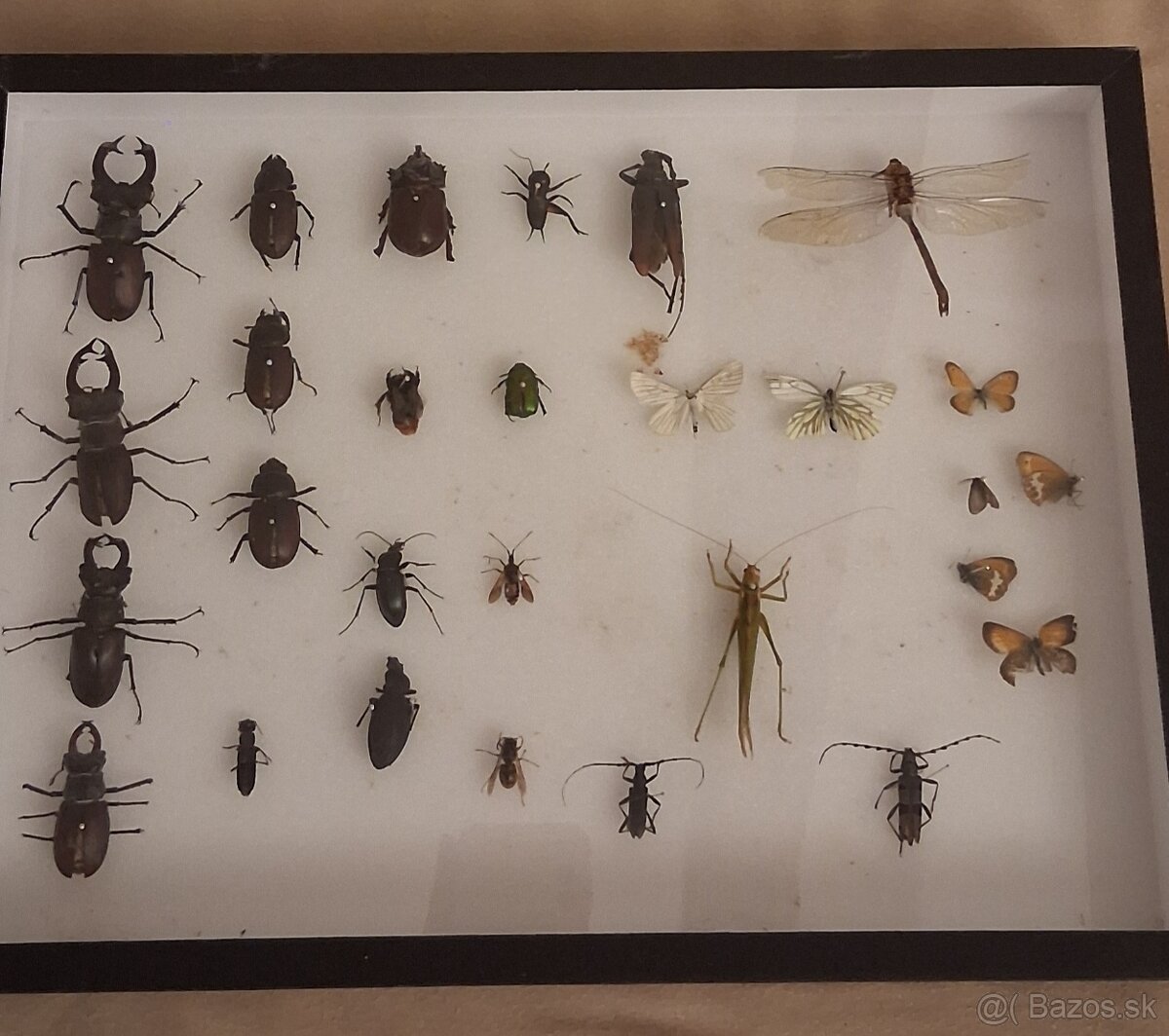 Zbierka motýľov a hmyzu - 2
