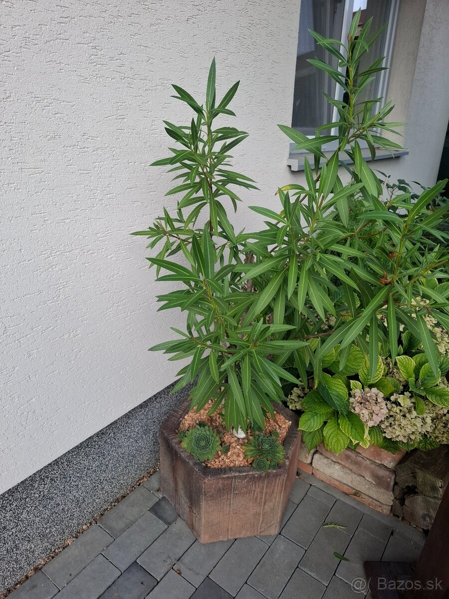 OLEANDER S VEĹKÝM KVETINÁČOM - 2