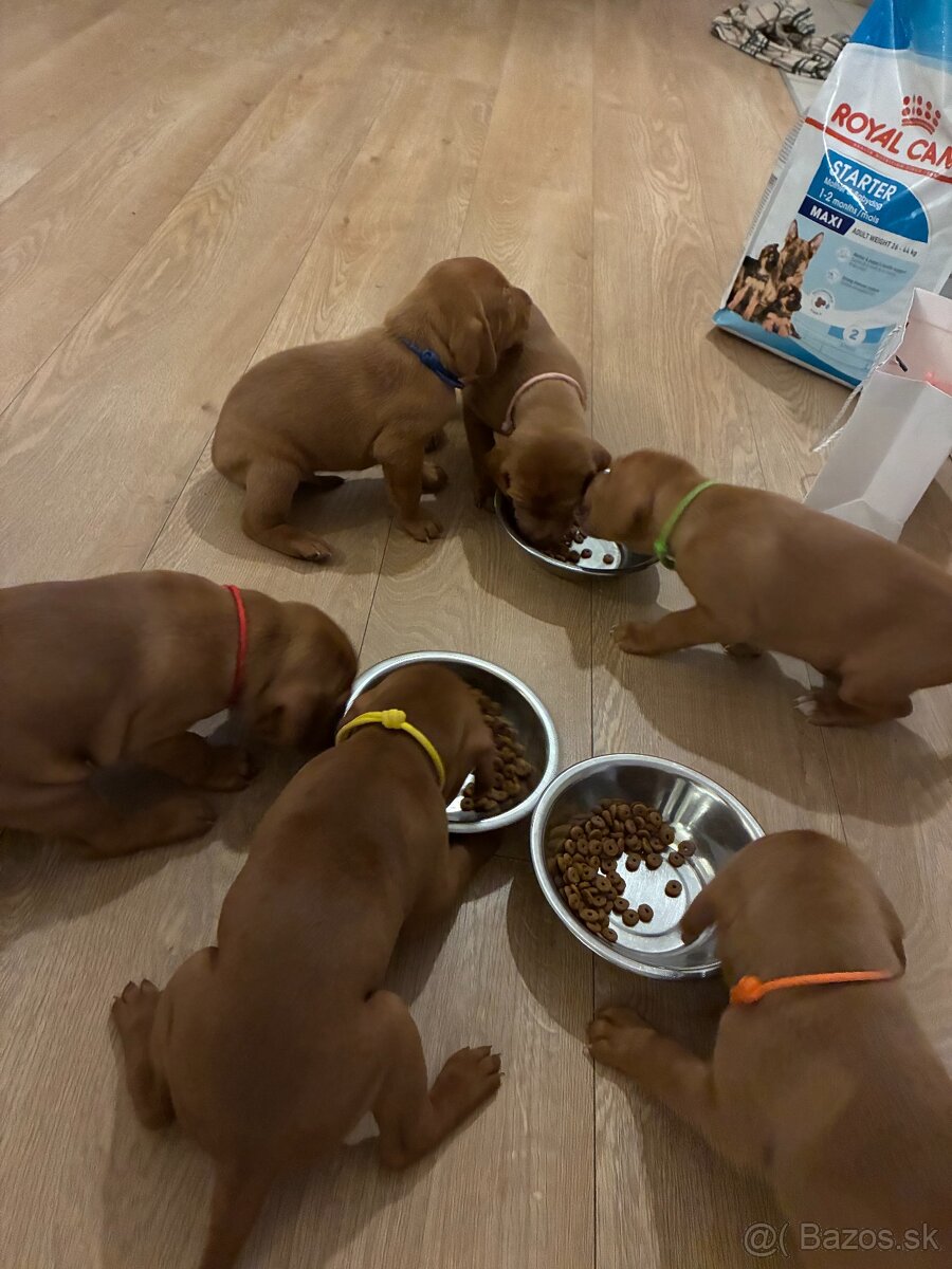 ŠTENIATKA MAĎARSKEJ VIZLY NA PREDAJ – narodené 22.10. - 2