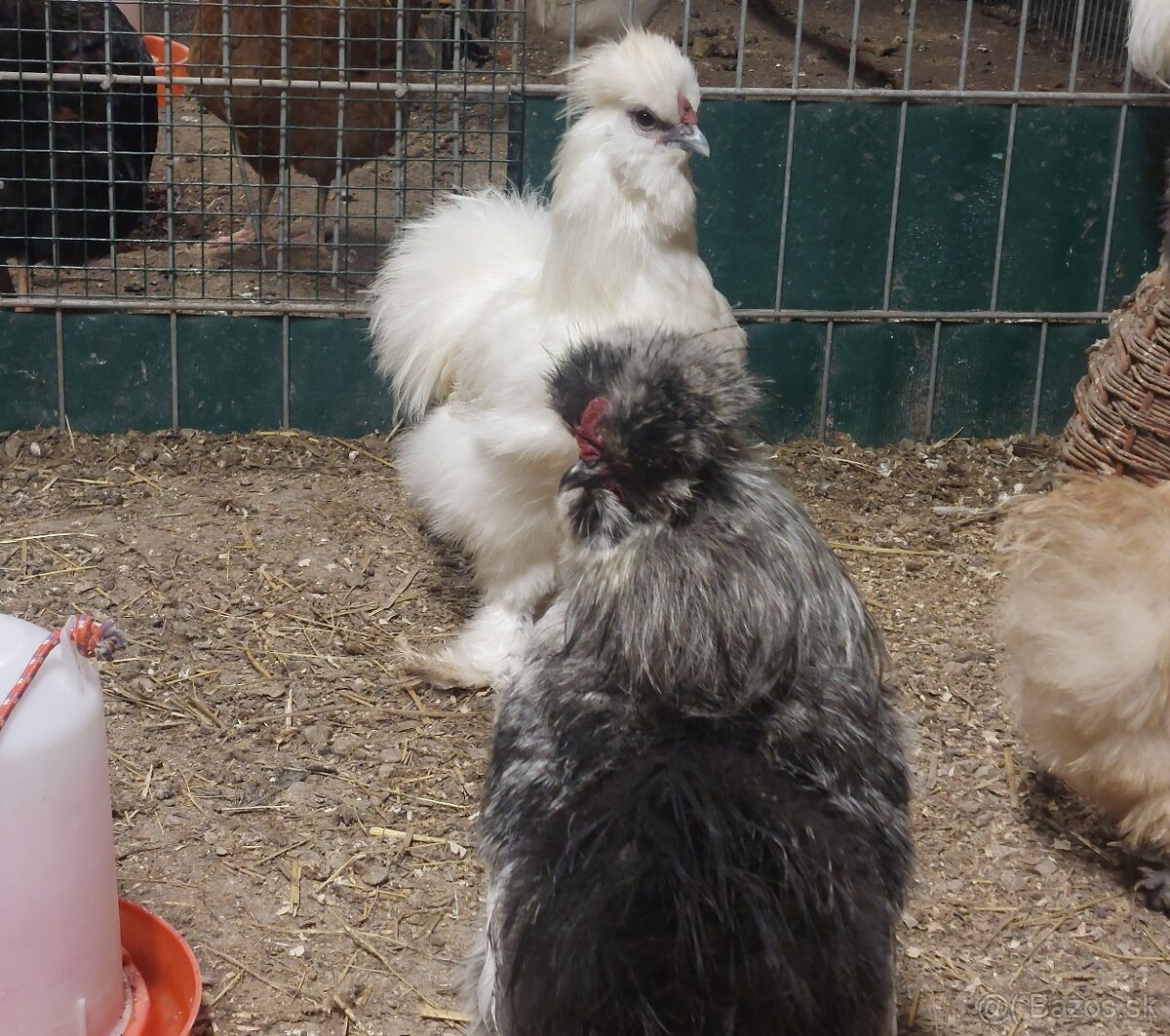 Hodvabnicka kohuty- 3 farby - 2