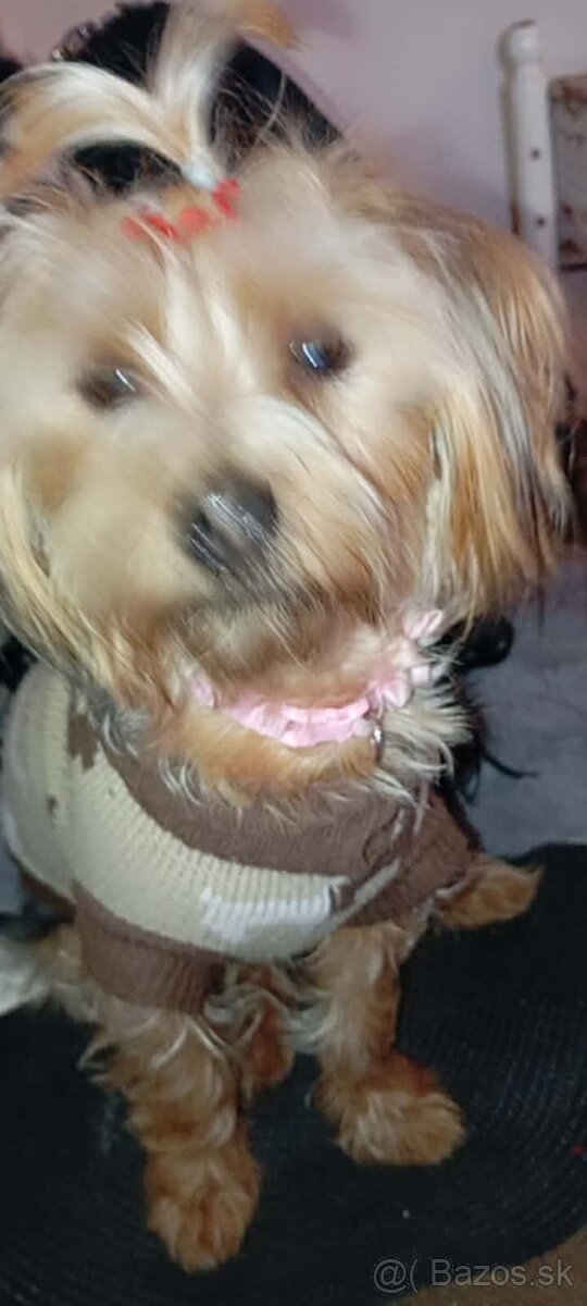 Yorkši - 2