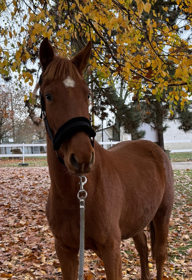 ST kobylka s polovičným pôvodom - 2