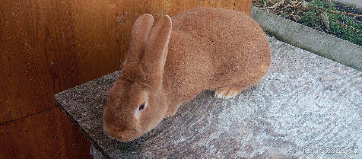 Predám burgundskeho samca - 2