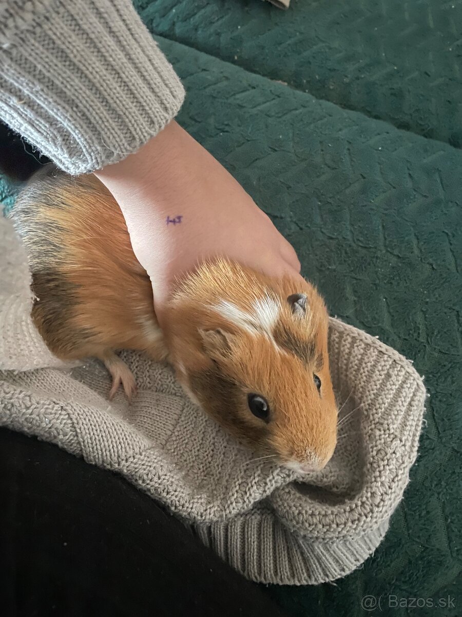 Morské prasiatko - 2