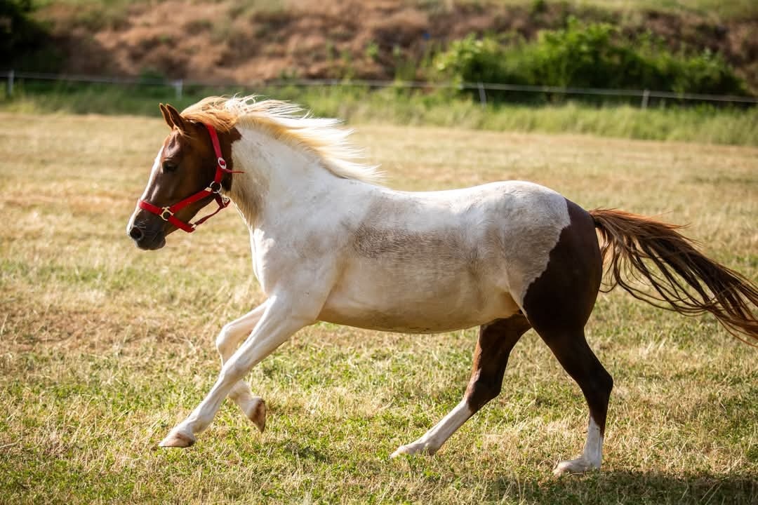 Pony kobylka - 2