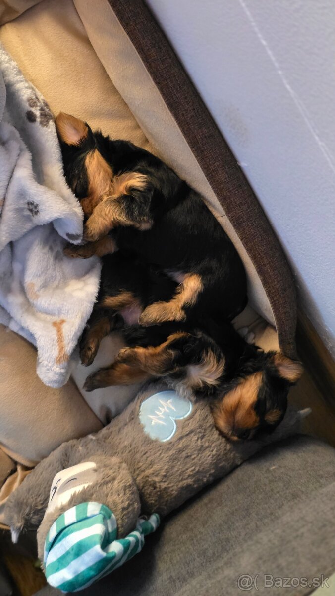 Predam šteniatka yorkshira - 2