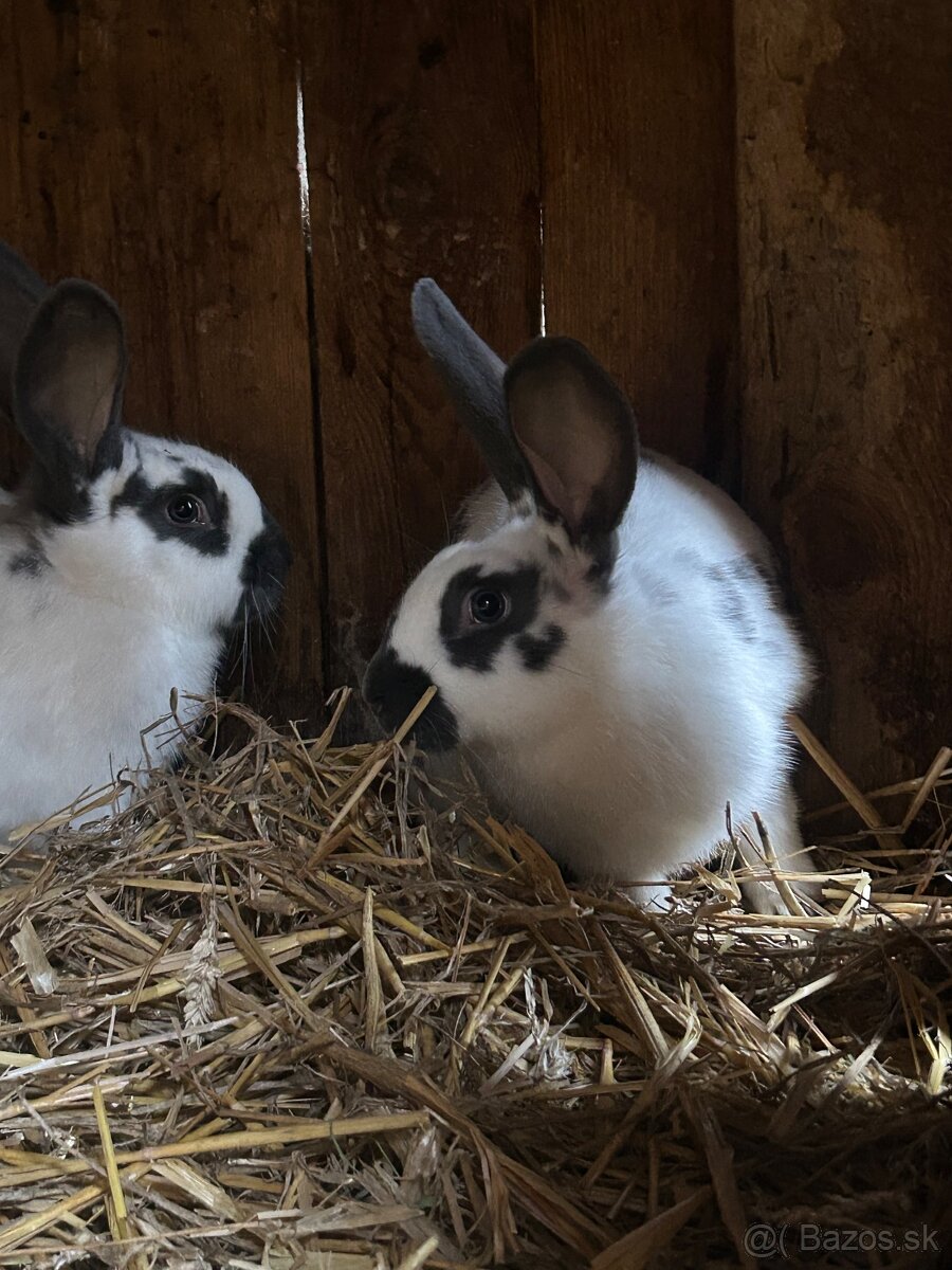 Predám králiky - 2