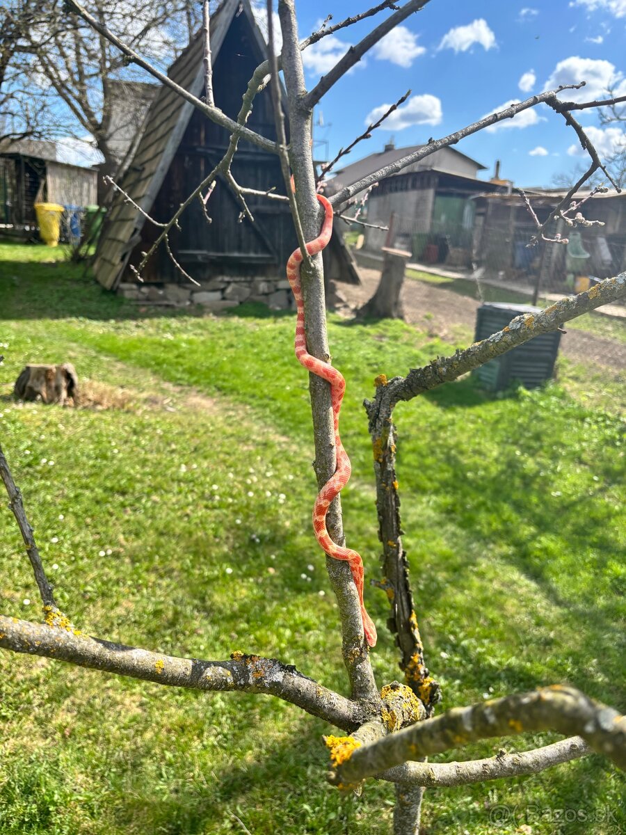 Predám úžovku červenú (samček) - 2