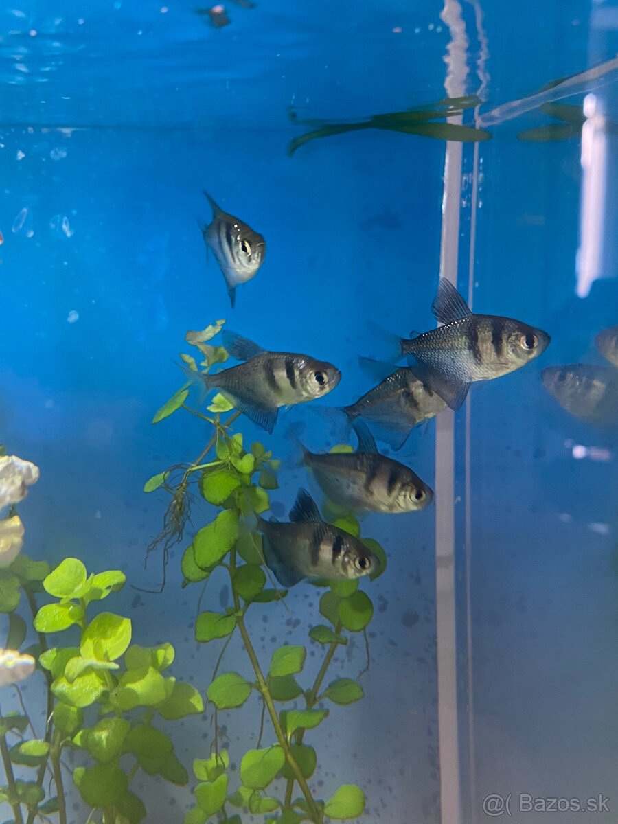 Pseudo-morské akvárium - 2